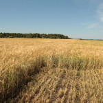 В Ирбитском районе стартовала уборочная кампания