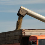 В Ирбитском районе стартовала уборочная кампания