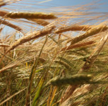 В Ирбитском районе стартовала уборочная кампания