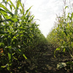 День кукурузного поля в Ирбитском районе