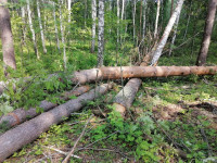 незаконная вырубка леса