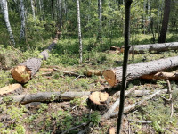 незаконная вырубка леса