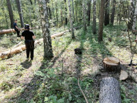 незаконная вырубка леса