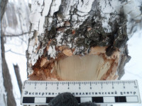 Ирбитский районный суд по материалам полиции рассмотрел дело по факту незаконной охоты