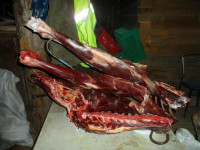 Ирбитскими полицейскими окончено расследование уголовного дела о незаконной охоте. Материалы направлены суд