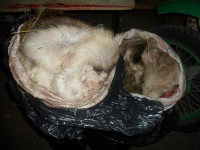 Ирбитскими полицейскими окончено расследование уголовного дела о незаконной охоте. Материалы направлены суд