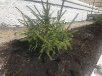 Ирбитские полицейские приняли участие в акции «Сад памяти»