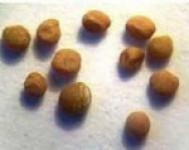 Повилика в семенах кориандра