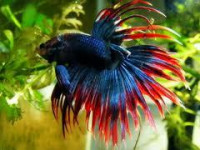 О ввозе аквариумных рыбок на территорию Свердловской области