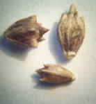 Семена салата с амброзией