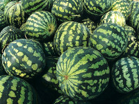 В области открыт сезон продажи арбузов