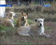 Внимание, специалисты предупреждают