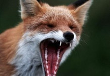 С начала года бешенство было «замечено» в 15 городах Среднего Урала