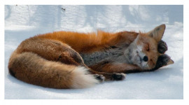 Осторожно, бешенство!!!