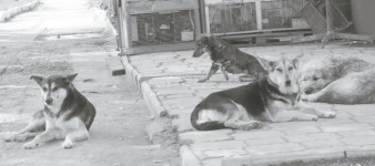 Собачий период, или Спасайся, кто как может