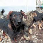 На аппаратном совещании у главы города 10 декабря 2012 года заслушан отчет о реализации муниципальной программы по регулированию численности, отлову и вольерной передержки бродячих собак