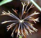 Будьте внимательны: в семенах цветов выявлена череда