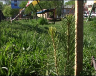 Национальный день леса в Ирбите