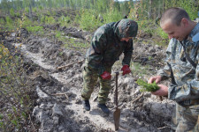 Ирбитские пожарные приняли участие в высадке леса