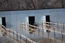 Операция по спасению из водного плена обитателей страусиной фермы прошла в г.Ирбите