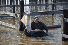 Операция по спасению из водного плена обитателей страусиной фермы прошла в г.Ирбите