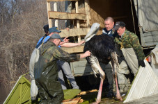 Операция по спасению из водного плена обитателей страусиной фермы прошла в г.Ирбите