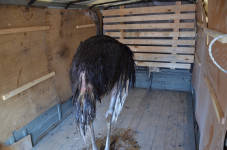 Операция по спасению из водного плена обитателей страусиной фермы прошла в г.Ирбите