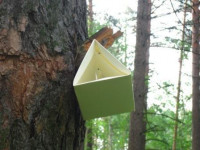 Обследования лесов на выявление карантинных вредителей