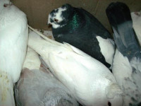 Незаконный ввоз голубей из Таджикистана