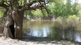 Алексей Кононов: городская власть впервые за 8 лет решила прибраться в парке "Культуры и отдыха"