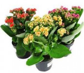 Гость из Нидерландов