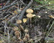 Грибной сезон в разгаре