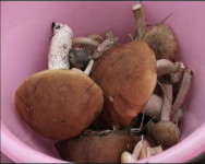 Грибной сезон в разгаре