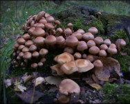 Грибной сезон в разгаре