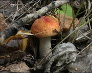 Грибной сезон в разгаре