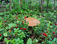 Для любителей грибов и ягод