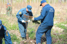 «Лес Победы»