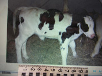 Потерялась корова