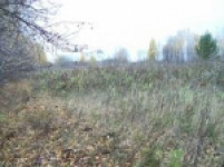 Предписание не выполнено — пашня зарастает сорняком