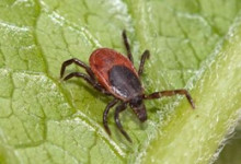 На выходных 900 свердловчан стали жертвами клещей