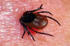 От укусов клещей пострадало больше 9 тысяч свердловчан