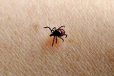 В Свердловской области от укуса клеща умер человек