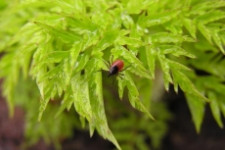 В Свердловской области неуклонно растет количество покусанных клещами