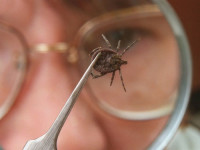 Осторожно, клещи