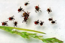 Тринадцать новых пунктов приема клещей на исследование открылось в Свердловской области