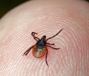 Клещевой энцефалит и меры его профилактики