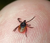 В Ирбите уже 45 человек укусили клещи