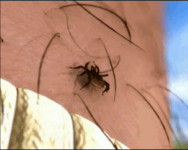 И осенью клещи нападают…