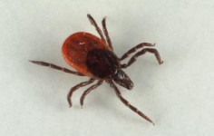 Арахниды атакуют