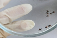 Клещи продолжают атаки на свердловчан: покусанных почти 4 тысячи